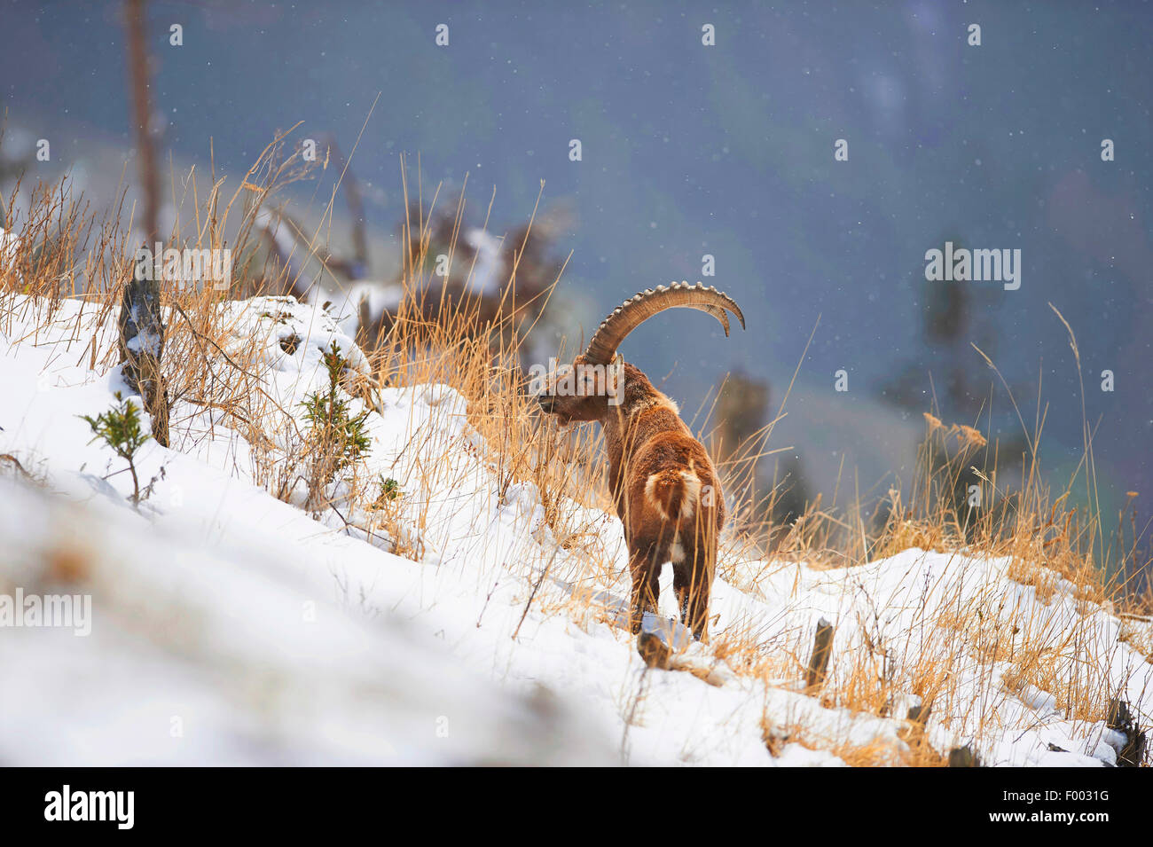 Bouquetin des Alpes (Capra ibex, Capra ibex ibex), sur l'alimentation dans la neige, l'Autriche, Styrie Banque D'Images