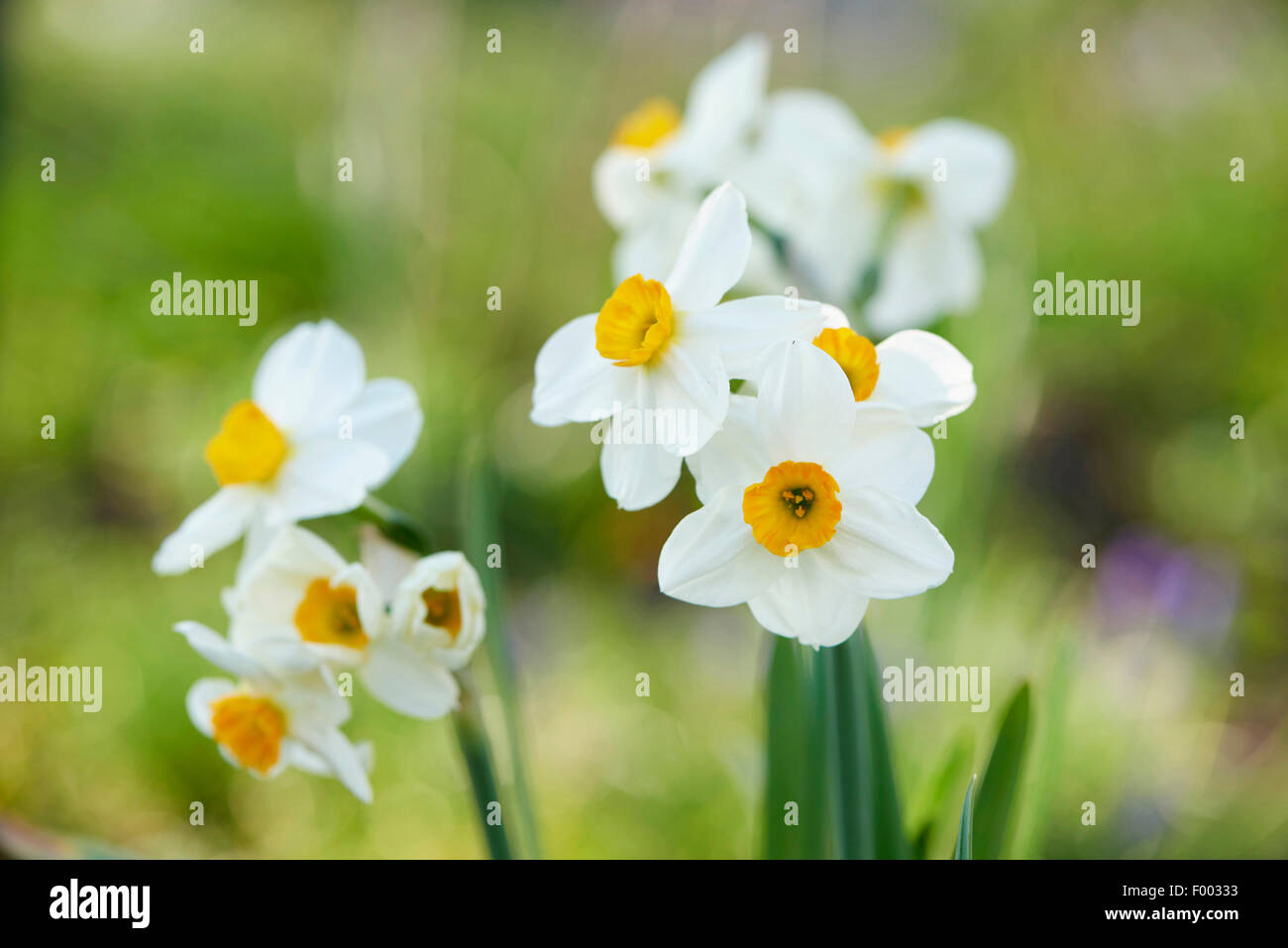 Jonquille, Narcissus tazetta (tazetta, Kultivar), blooming Banque D'Images