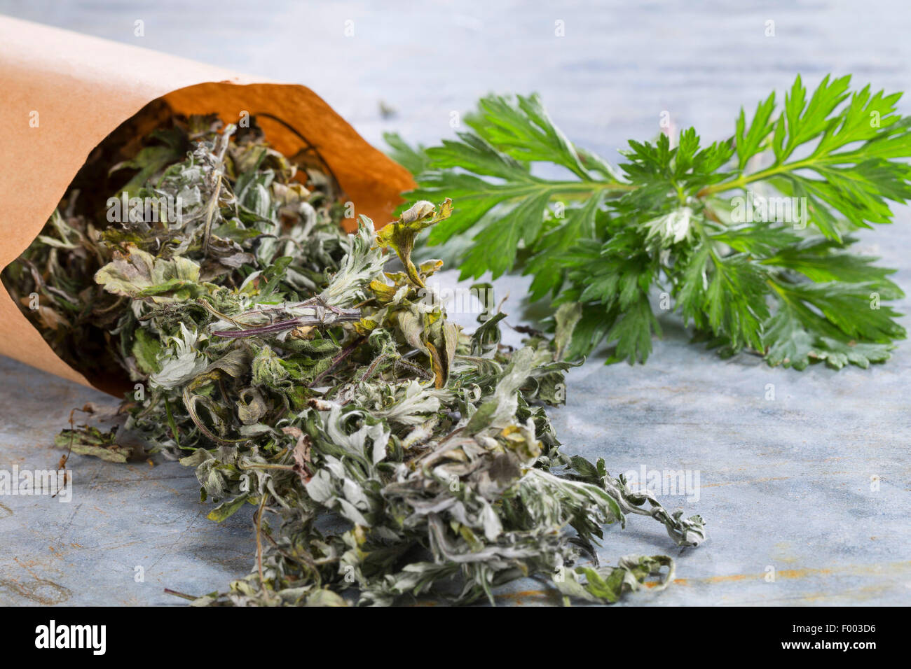 L'Armoise commune, commune de grande absinthe (Artemisia vulgaris), frais et feuilles séchées, Allemagne Banque D'Images