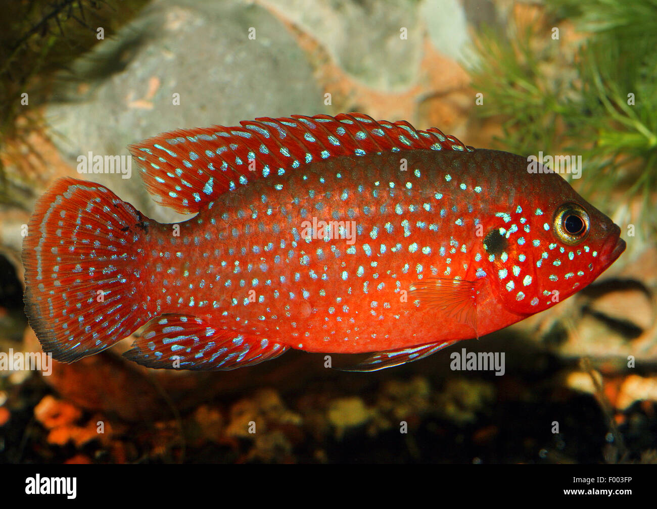 Rouge sang rouge sang, poisson Jewel Jewel (Hemichromis lifalili), natation Banque D'Images