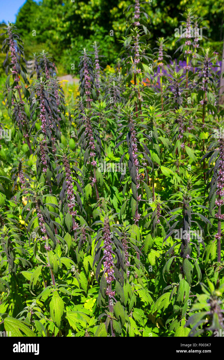 Motherwort, millepertuis, Lion's Ear, queue du Lion (Leonurus cardiaca ssp. villosus, Leonurus villosus), blooming, Allemagne Banque D'Images