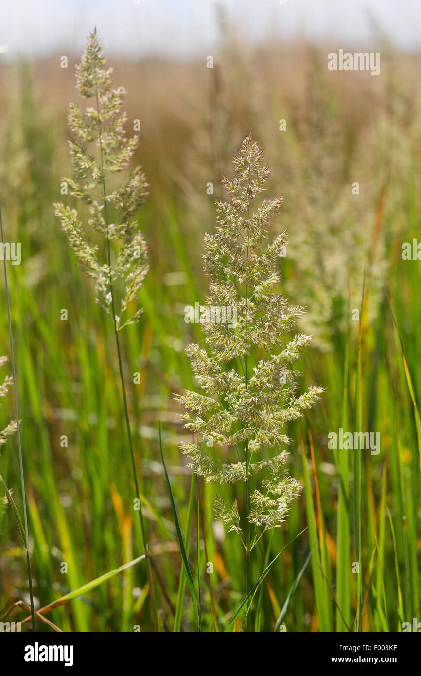 Petit bois-reed, actaeon (Calamagrostis epigejos), inflorescences, Allemagne Banque D'Images