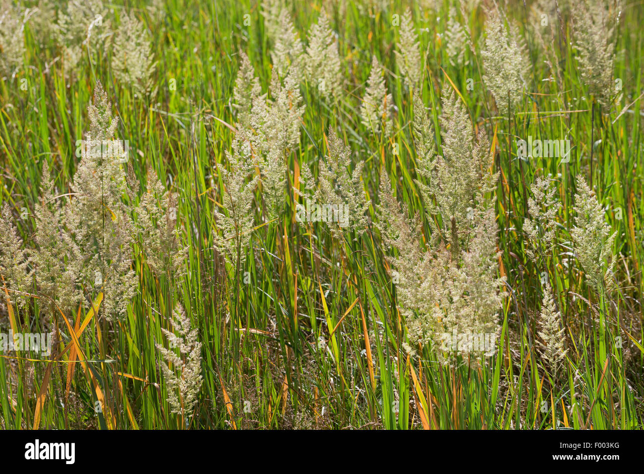 Petit bois-reed, actaeon (Calamagrostis epigejos), inflorescences, Allemagne Banque D'Images