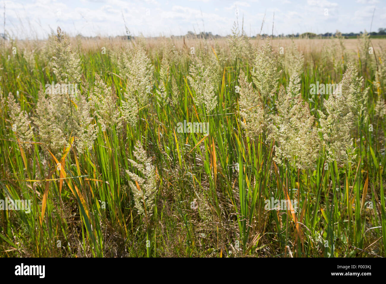 Petit bois-reed, actaeon (Calamagrostis epigejos), inflorescences, Allemagne Banque D'Images