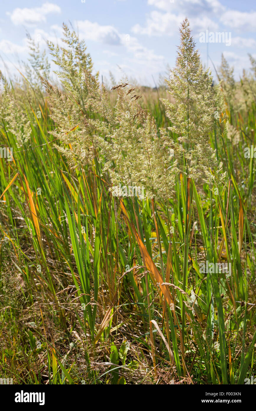 Petit bois-reed, actaeon (Calamagrostis epigejos), inflorescences, Allemagne Banque D'Images
