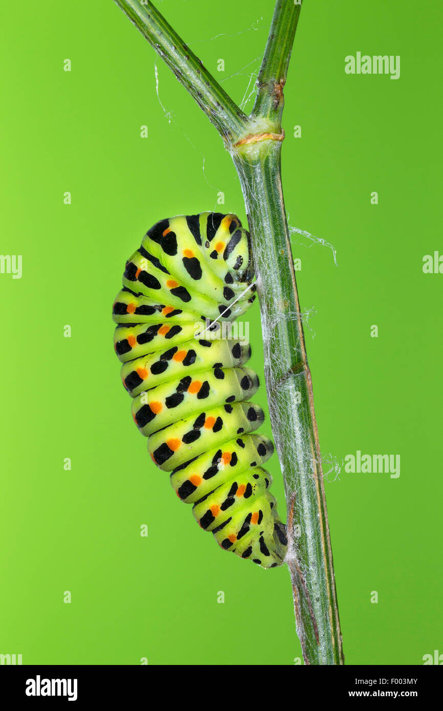 Papilio machaon), Caterpillar commence la nymphose, Allemagne Banque D'Images