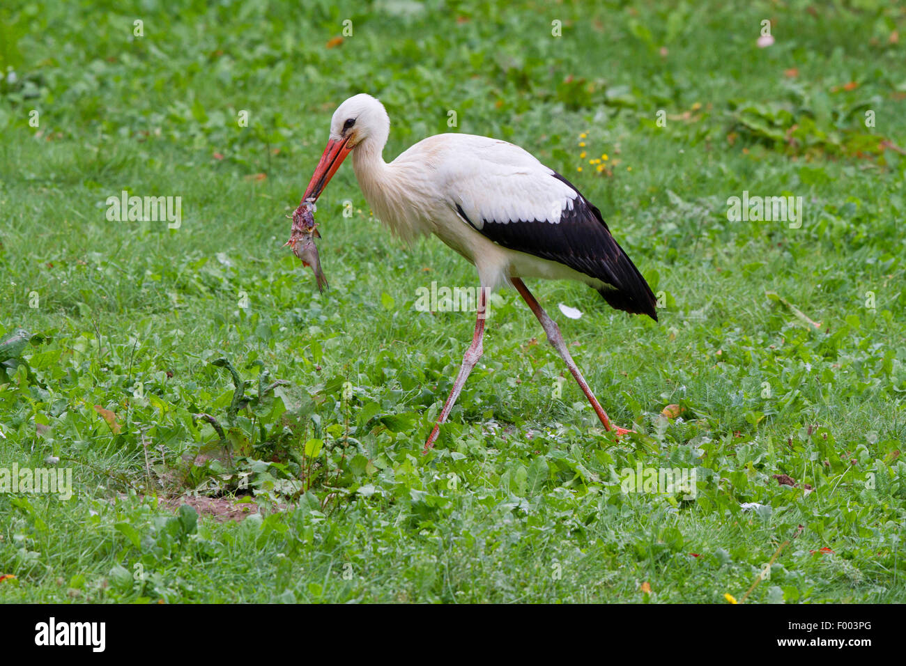 Cigogne Blanche (Ciconia ciconia), dans un pré avec des poissons capturés dans le projet de loi, l'Allemagne, Mecklembourg-Poméranie-Occidentale Banque D'Images