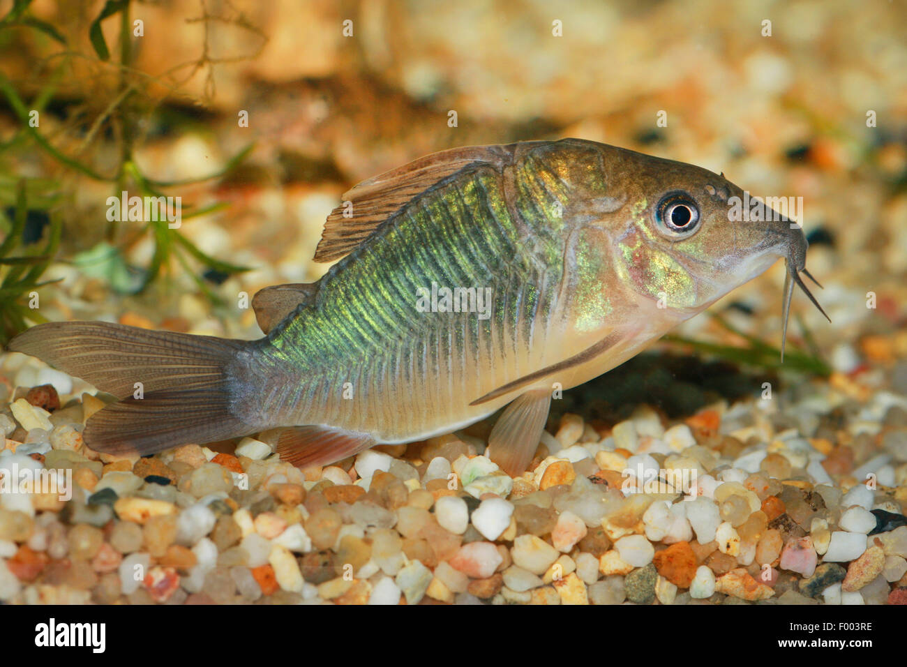 Poissonchat Corydoras aeneus, Bronze (Corydoras aeneus), natation