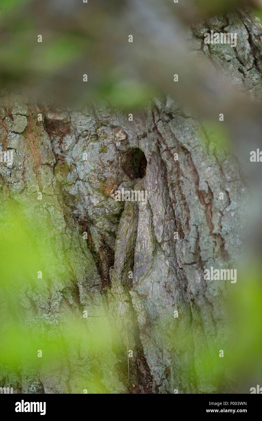 Great spotted woodpecker (Picoides major, Dendrocopos major), grotte de reproduction dans le tronc d'un chêne centenaire, Allemagne Banque D'Images