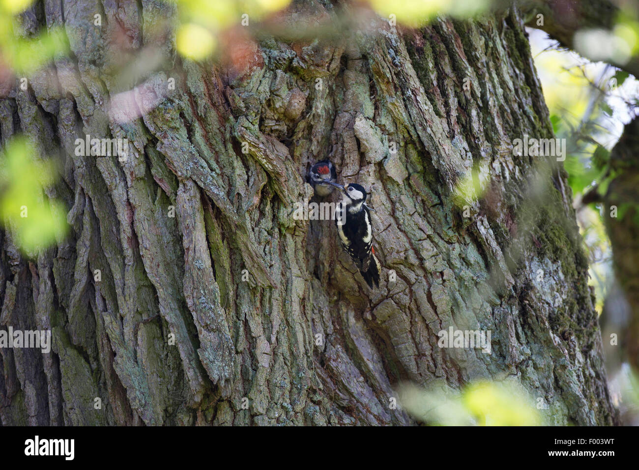 Great spotted woodpecker (Picoides major, Dendrocopos major), femme à la grotte d'élevage des poussins d'alimentation, caverne dans le coffre d'un chêne centenaire, Allemagne Banque D'Images