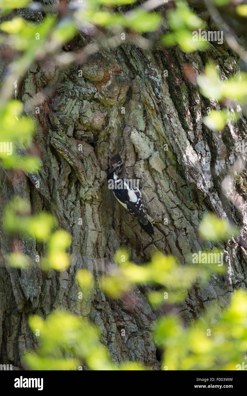 Great spotted woodpecker (Picoides major, Dendrocopos major), femme à la grotte d'élevage des poussins d'alimentation, caverne dans le coffre d'un chêne centenaire, Allemagne Banque D'Images