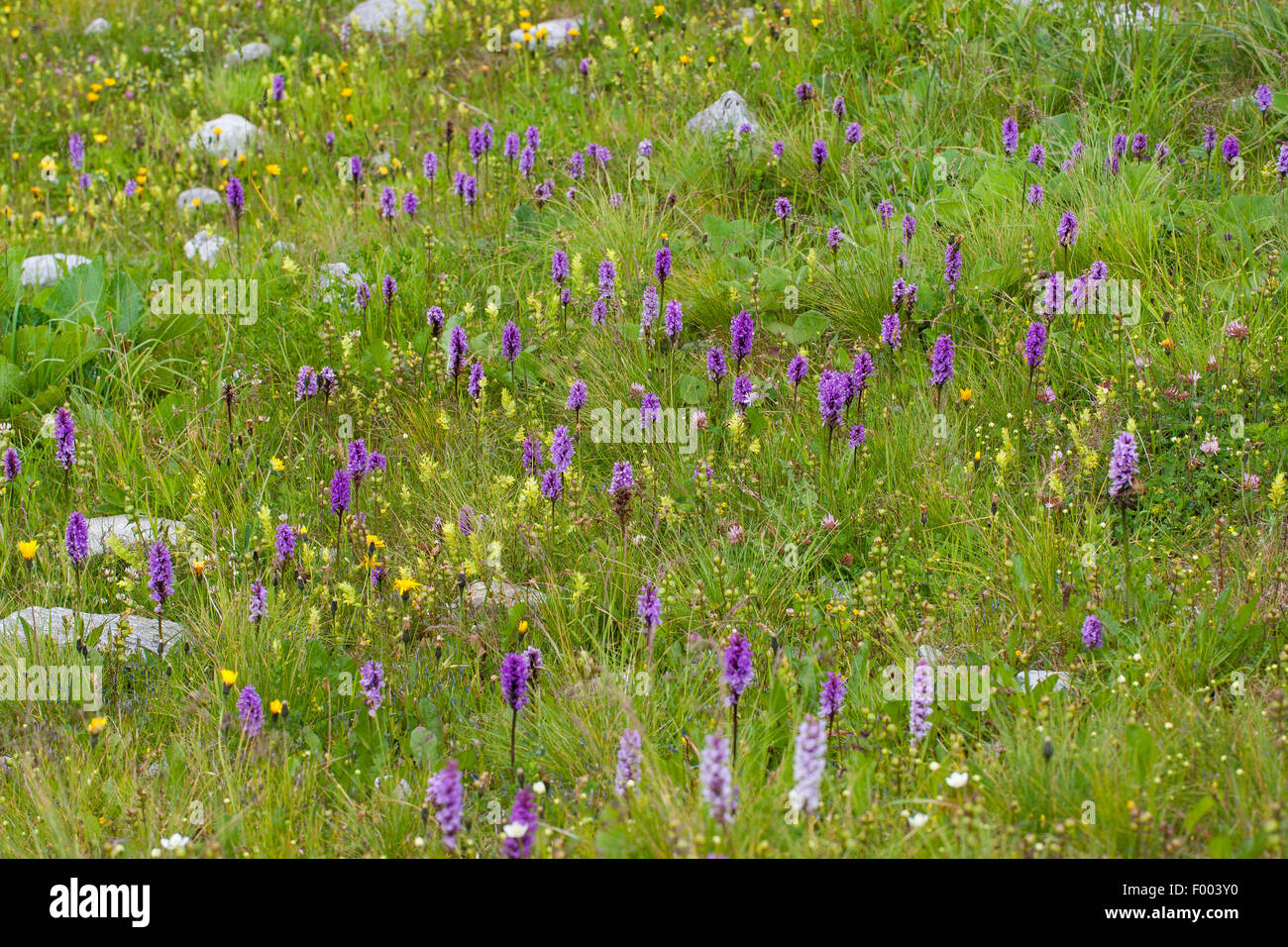 Orchid (Dactylorhiza spec.), la floraison pré alpin avec orchidées, Allemagne Banque D'Images