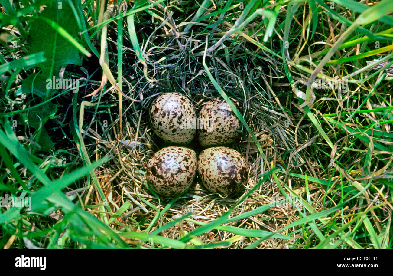 Chevalier gambette (Tringa totanus), nid avec quatre œufs dans l'herbe, Allemagne Banque D'Images