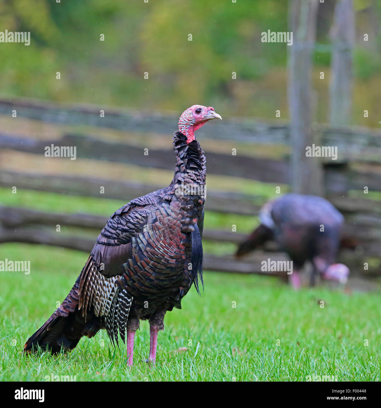 La Turquie commun (Meleagris gallopavo), l'homme est dans un pré, le Canada, l'Ontario, le Parc National de la Pointe Pelée Banque D'Images