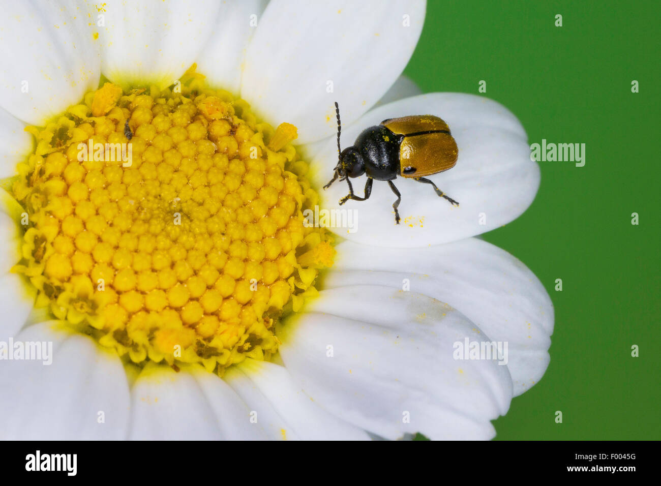 Leaf beetle (Cryptocephalus rugicollis, Cadmus rugicollis), sur une fleur, Allemagne Banque D'Images