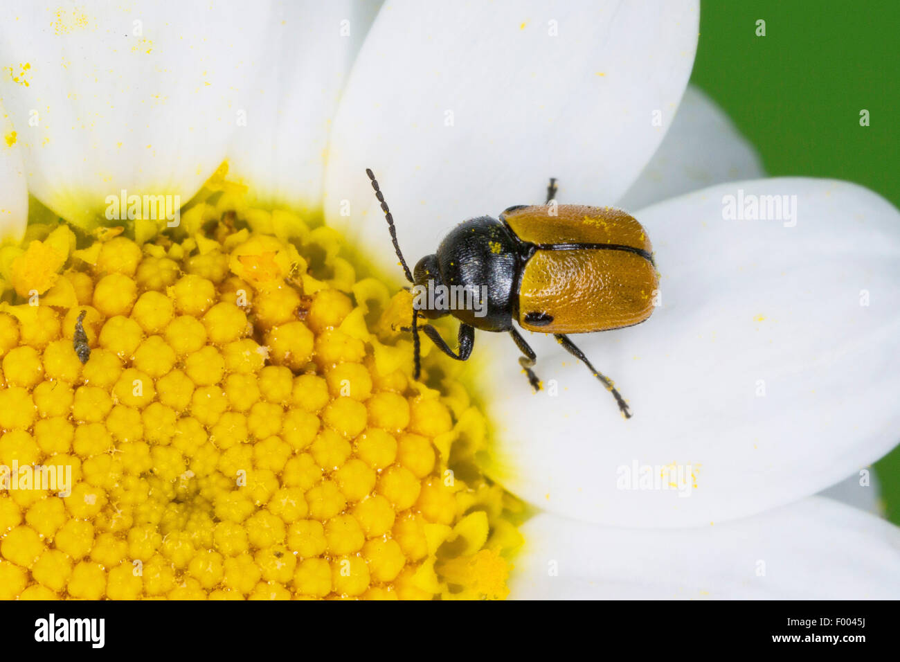 Leaf beetle (Cryptocephalus rugicollis, Cadmus rugicollis), sur une fleur, Allemagne Banque D'Images
