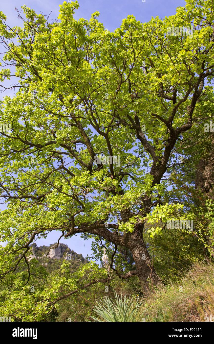 Le Chêne (Quercus pubescens) Banque D'Images