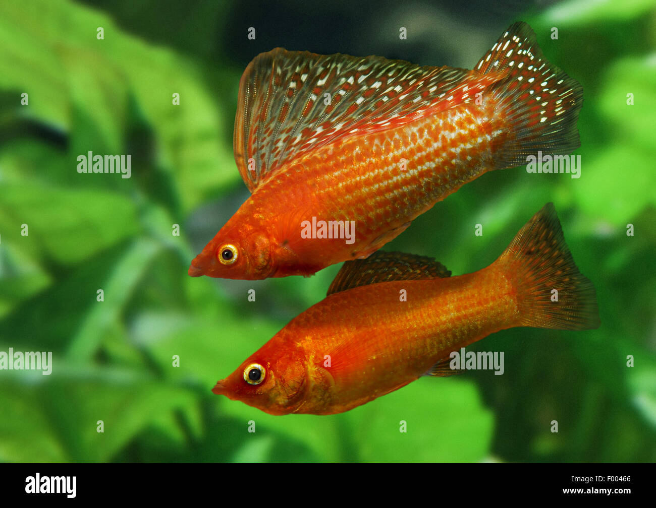 Molly sailfin géant, Sail-fin molly, Molly sailfin rouge, Poecilia velifera Molly (Yucatan), couple Banque D'Images