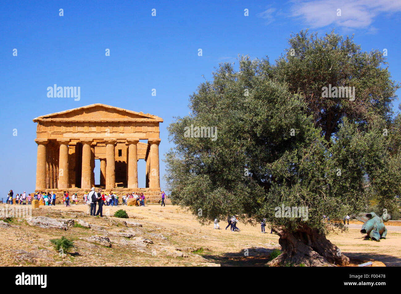 Olivier (Olea europaea ssp. sativa), olivier, entre coté statue d'Icarus et Concordia temple, Zone archéologique d'Agrigente , Italie, Sicilia, 10137 Turin Banque D'Images
