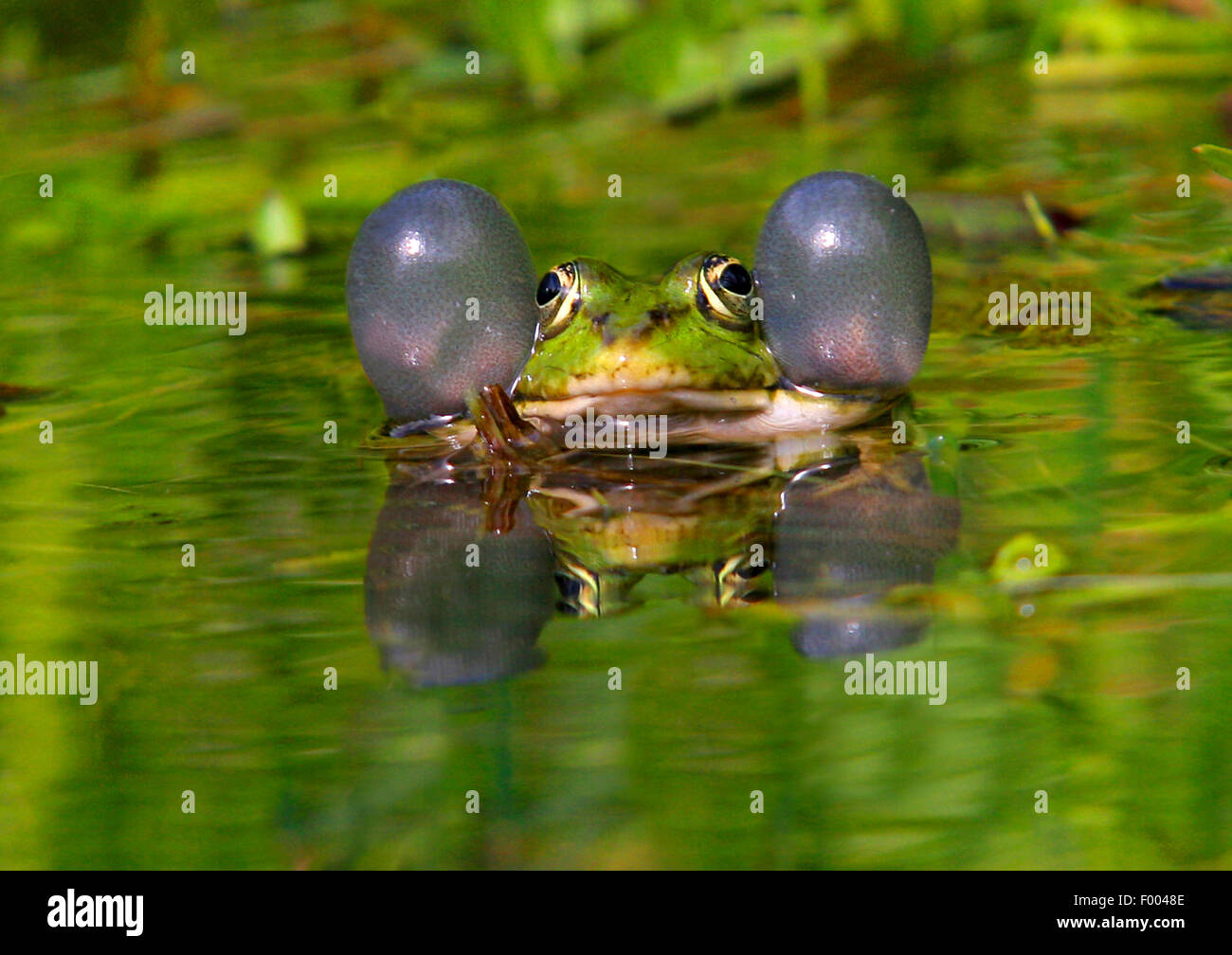 Grenouille comestible européen commun, edible frog (Rana kl. esculenta, Rana esculenta, Pelophylax esculentus), avec des sacs vocaux et image miroir, Allemagne Banque D'Images