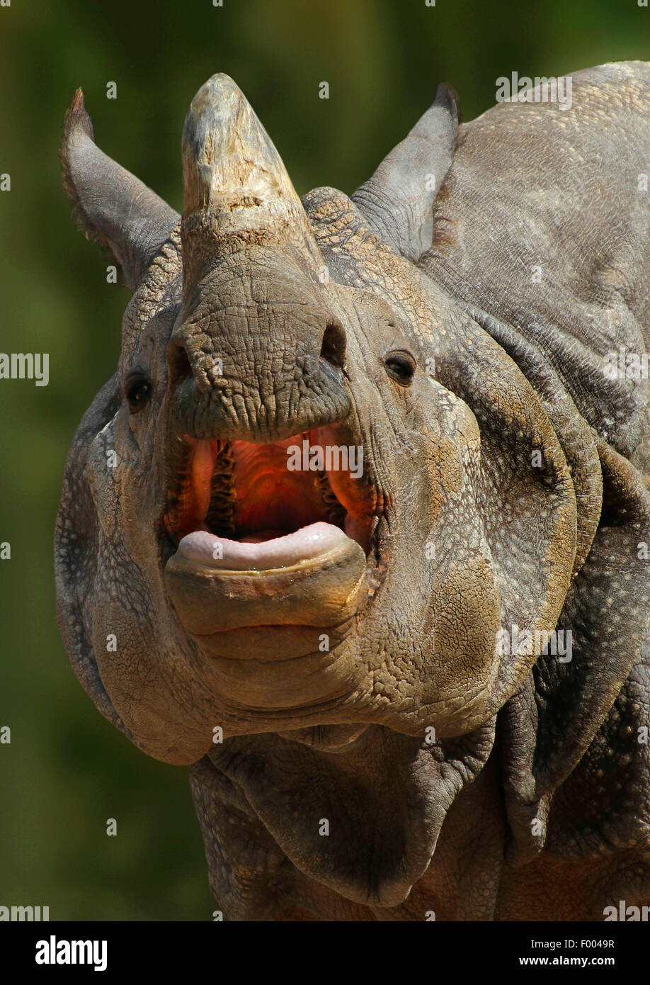 Plus de rhinocéros indien, Indien Grand rhinocéros à une corne (Rhinoceros unicornis), portrait avec la bouche ouverte, l'Inde Banque D'Images