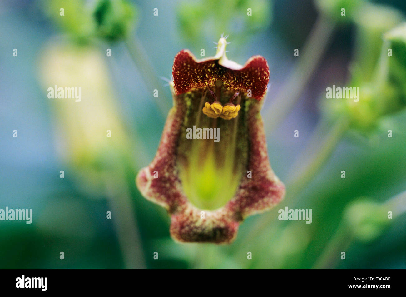 Sinningia (Sinningia brasiliensis), fleur Banque D'Images