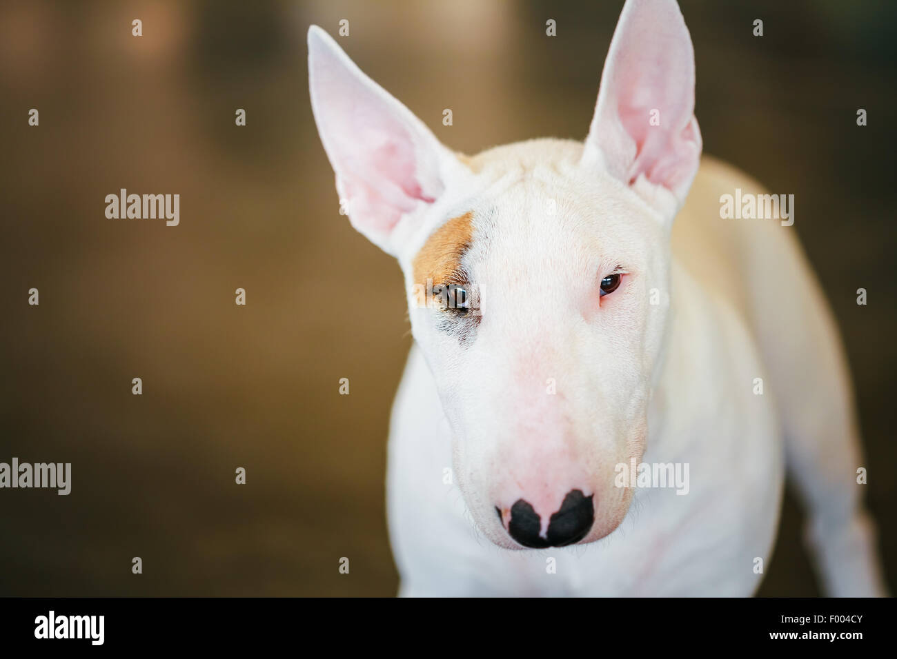 Close Up Portrait de chien Bullterrier Blanc Pet à l'intérieur sur fond brun Banque D'Images