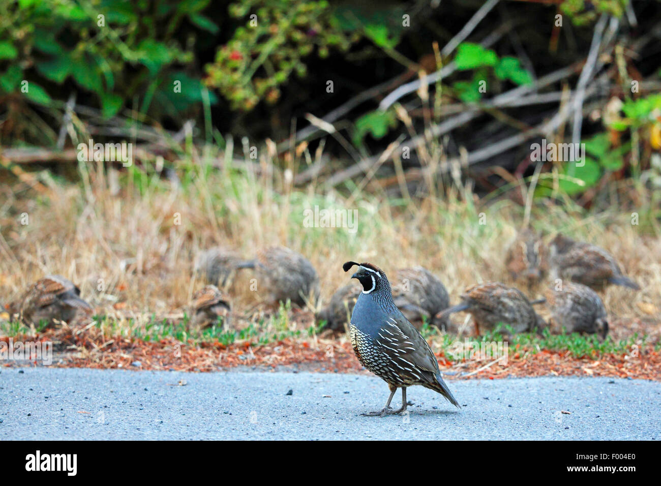 Colin de Californie (Callipepla californica, Lophortyx californica), homme gardant les poussins d'alimentation au bord de la route, le Canada, l'île de Vancouver, Victoria Banque D'Images