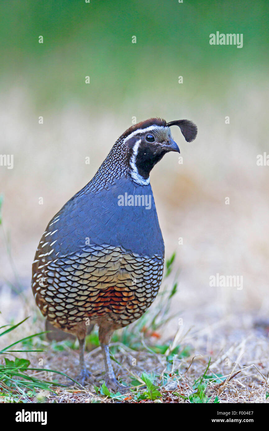 Colin de Californie (Callipepla californica, Lophortyx californica), homme dans un pré, le Canada, l'île de Vancouver, Victoria Banque D'Images