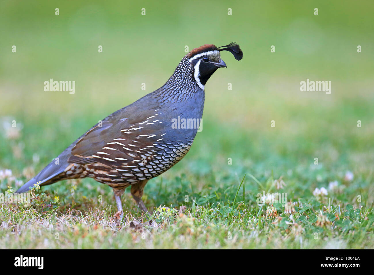 Colin de Californie (Callipepla californica, Lophortyx californica), homme dans un pré, le Canada, l'île de Vancouver, Victoria Banque D'Images