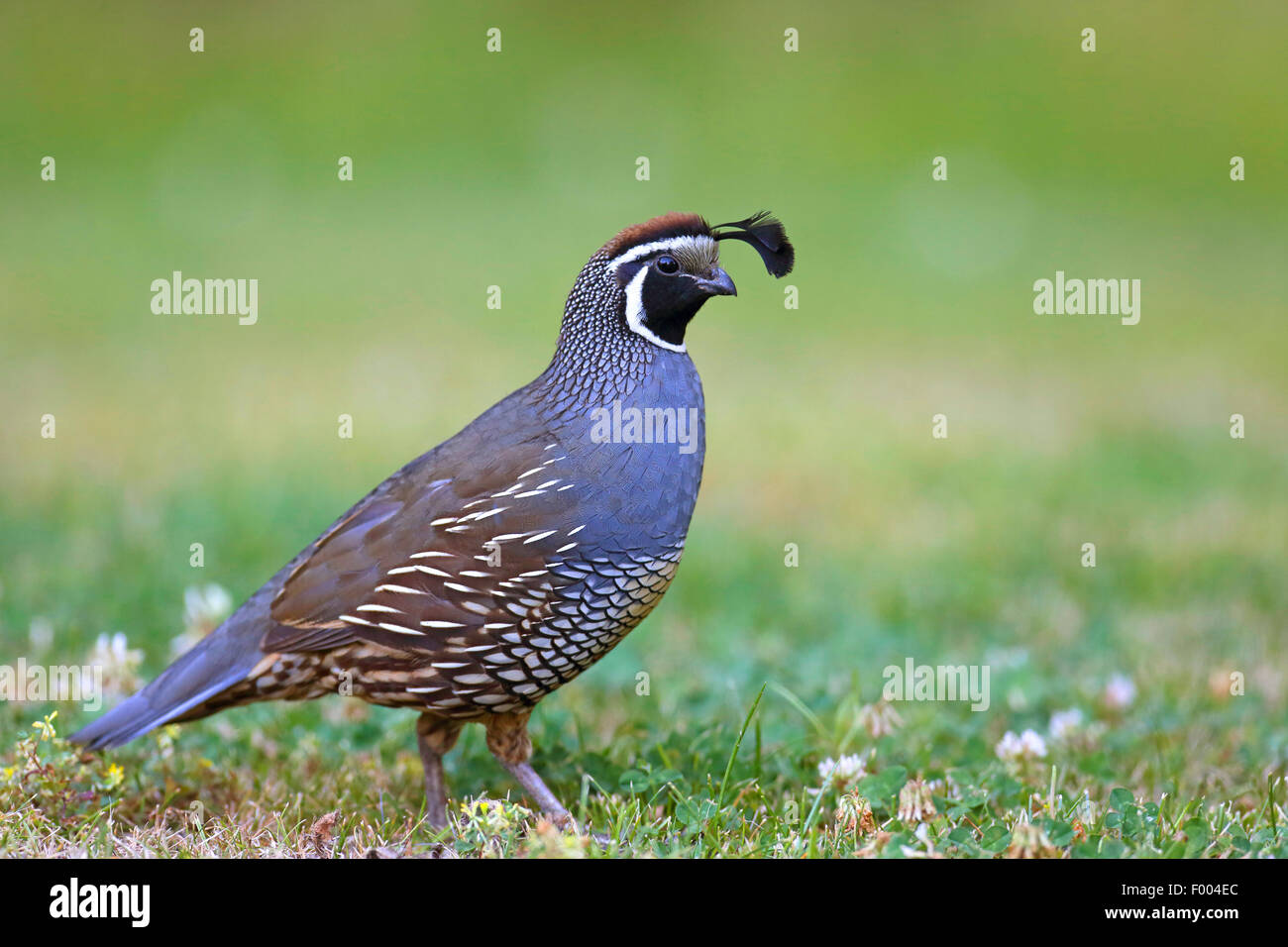 Colin de Californie (Callipepla californica, Lophortyx californica), homme dans un pré, le Canada, l'île de Vancouver, Victoria Banque D'Images