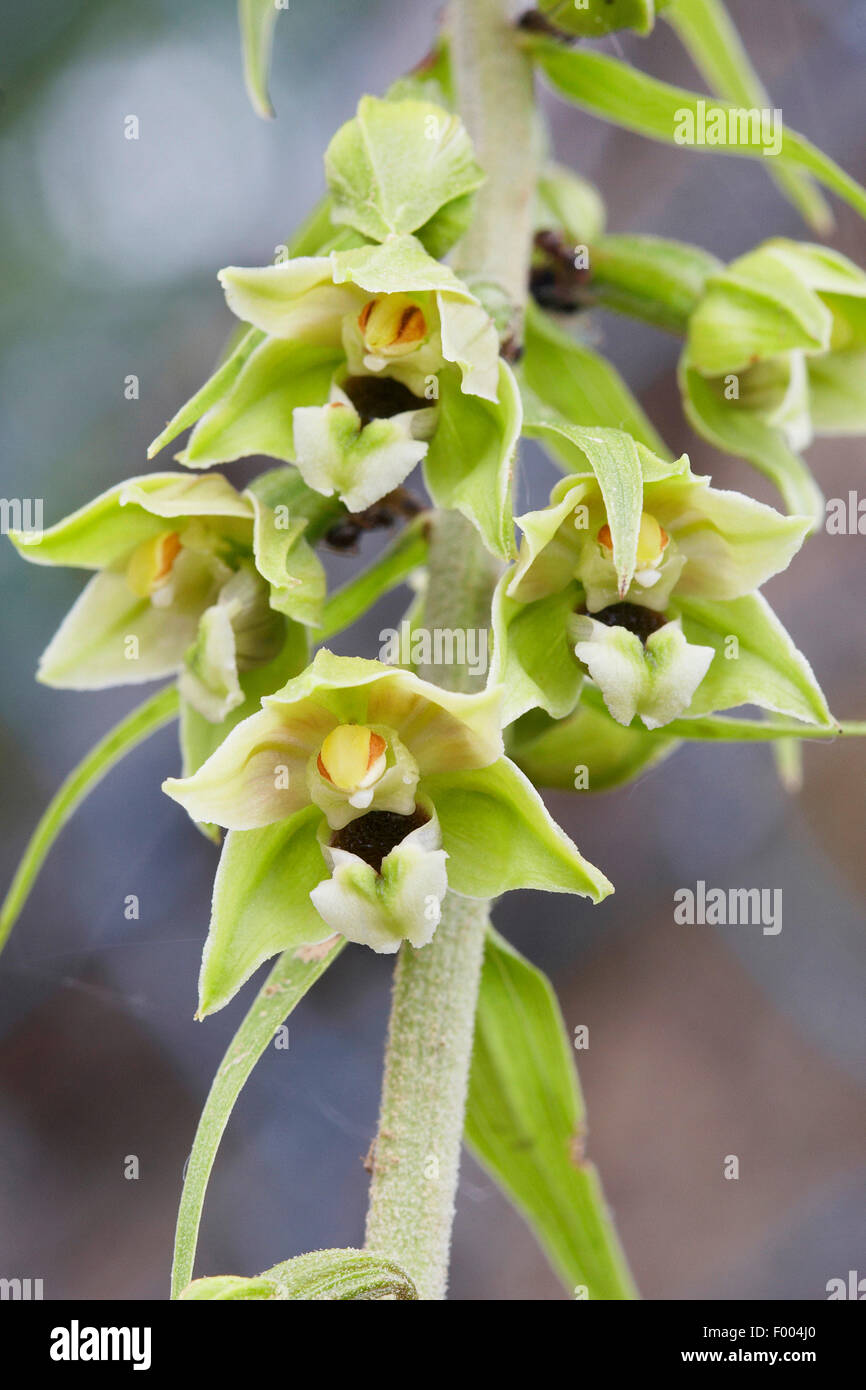 Cephalanthère à large, de l'Est (helleborine Epipactis helleborine), inflorescence, Allemagne, Rhénanie du Nord-Westphalie Banque D'Images