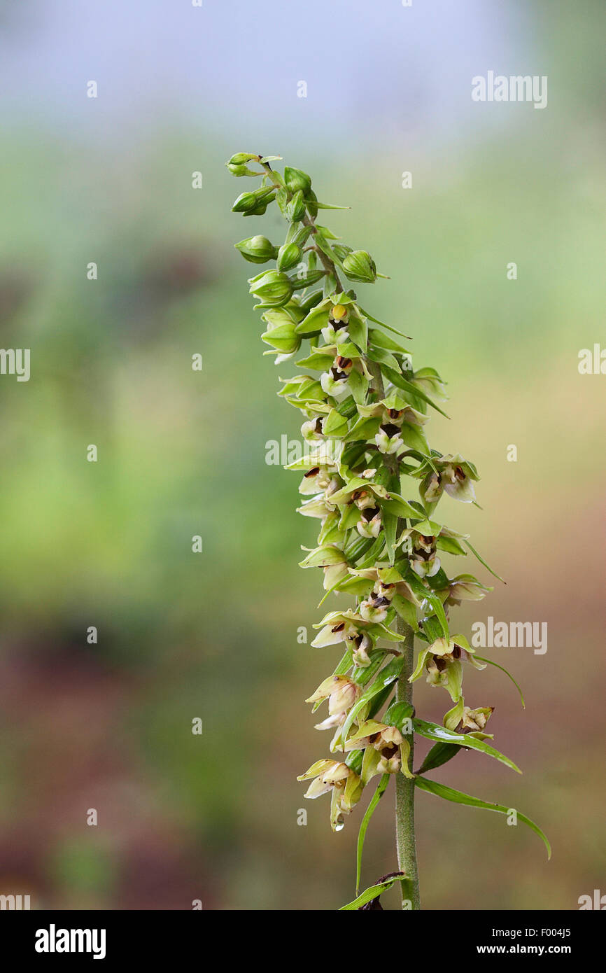Cephalanthère à large, de l'Est (helleborine Epipactis helleborine), inflorescence, Allemagne, Rhénanie du Nord-Westphalie Banque D'Images