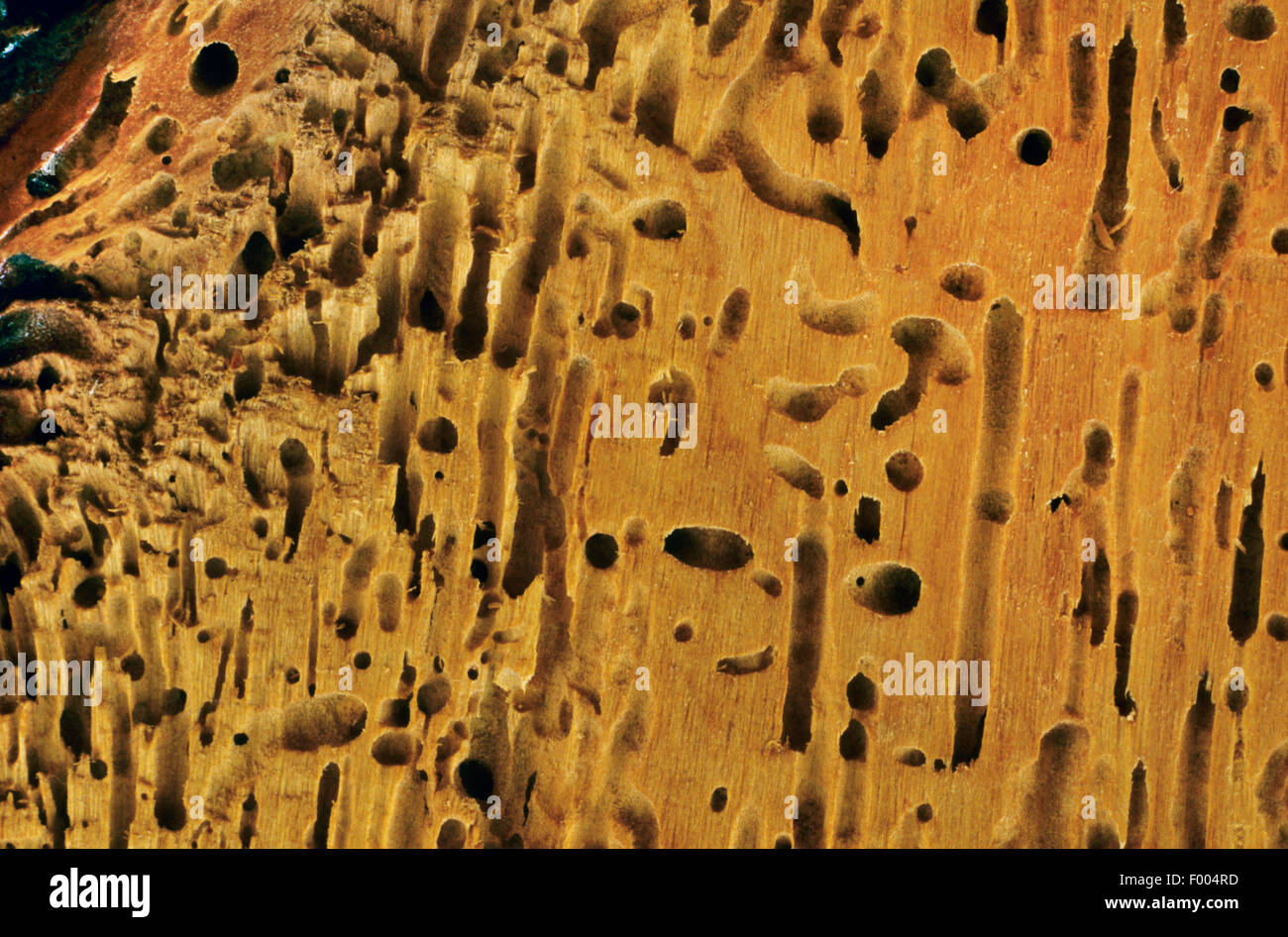 Du mobilier, woodworm Golf Polo (Anobium spec.), dommages Banque D'Images