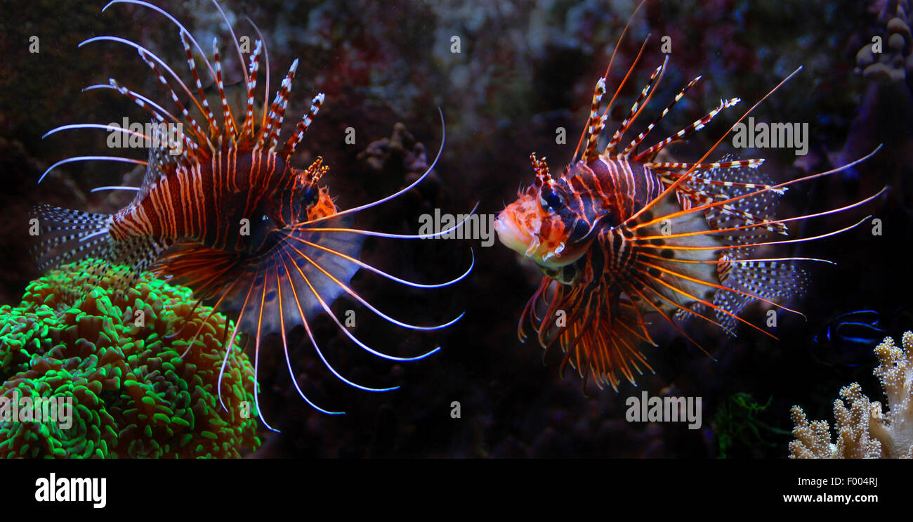 Firefish radial, longhorn, clearfin turkeyfish firefish (Pterois radiata), deux rivaux Banque D'Images