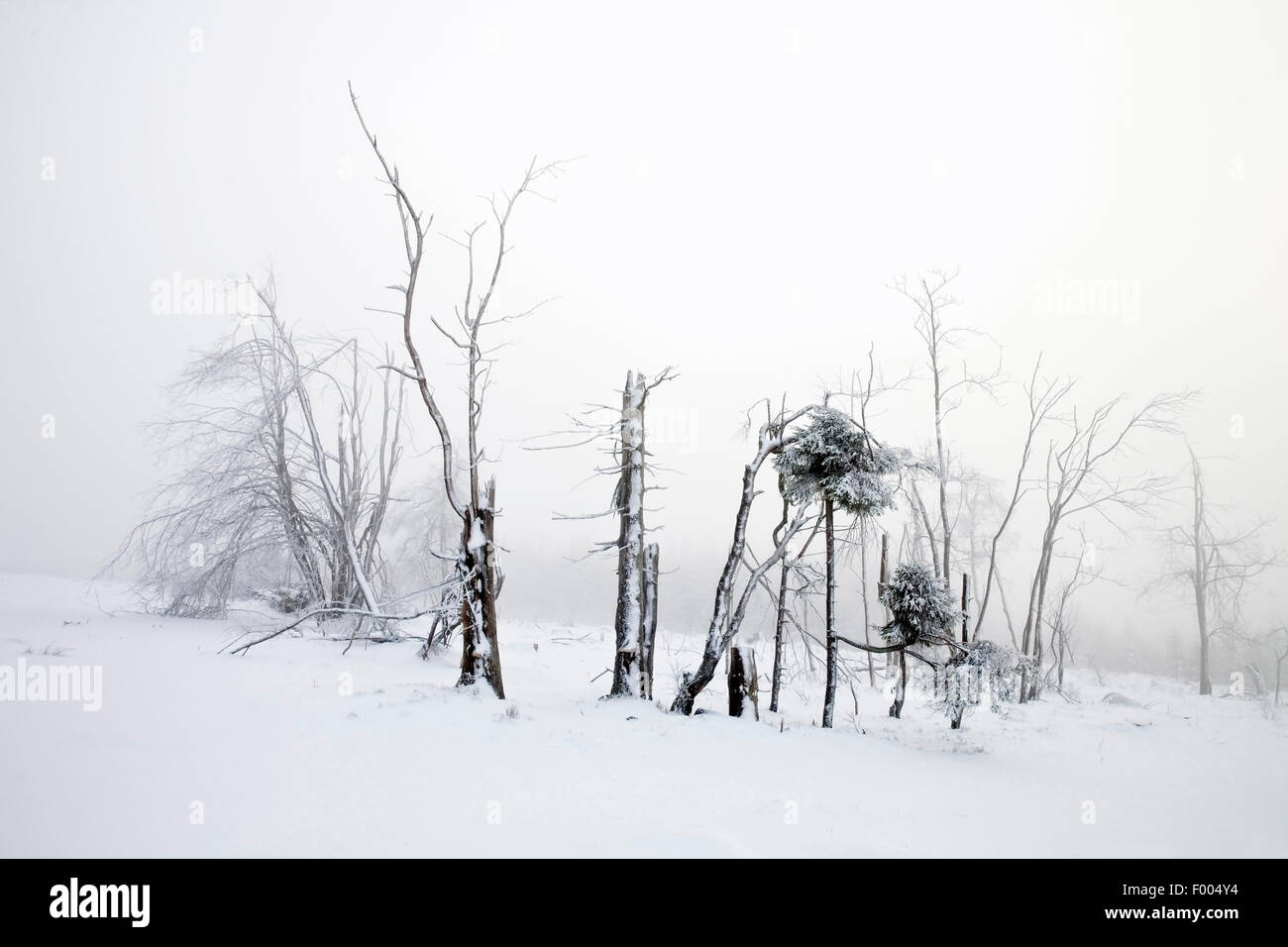 Montagne Kahler Asten en hiver, le brouillard, l'Allemagne, en Rhénanie du Nord-Westphalie, Rhénanie-Palatinat, Winterberg Banque D'Images