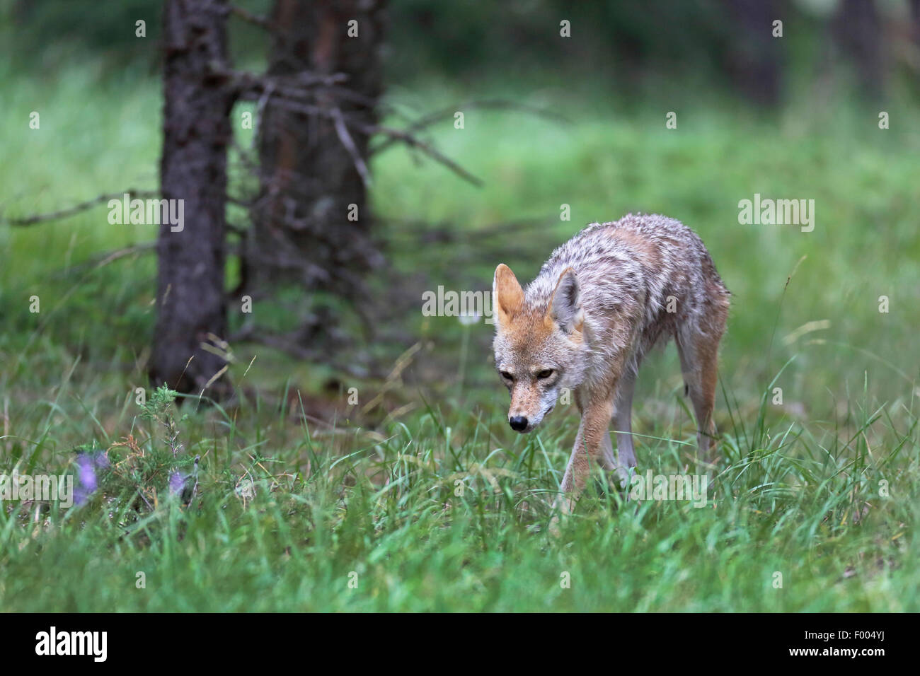 Le coyote (Canis latrans), promenades dans les bois, le Canada, l'Alberta, parc national de Banff Banque D'Images