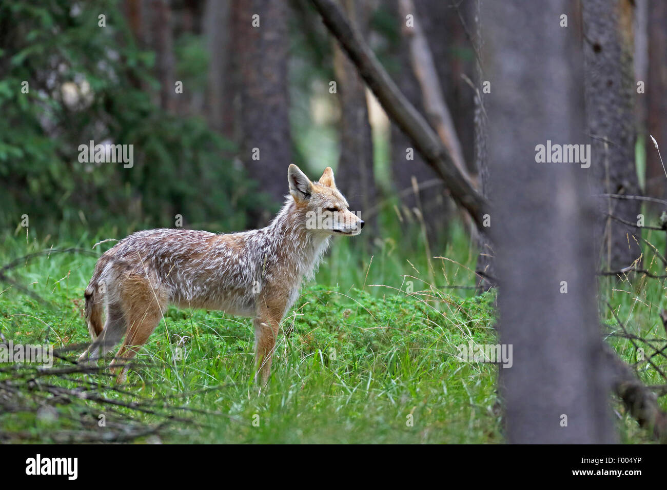 Le coyote (Canis latrans), se trouve dans le bois, le Canada, l'Alberta, parc national de Banff Banque D'Images