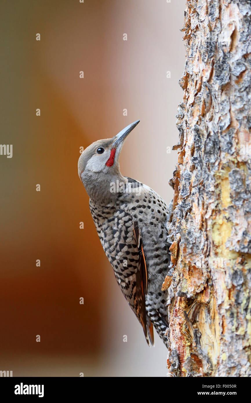 Les Pic flamboyant (Colaptes auratus), oiseau juvénile grimpe à un arbre, le Canada, l'Alberta, parc national de Banff Banque D'Images
