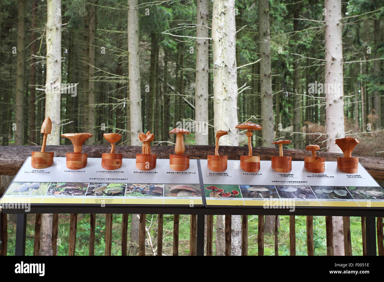 Piste sauvage à Nationalpark Eifel, Modèles de champignons, de l'Allemagne, en Rhénanie du Nord-Westphalie, Nationalpark Eifel, Heimbach Banque D'Images
