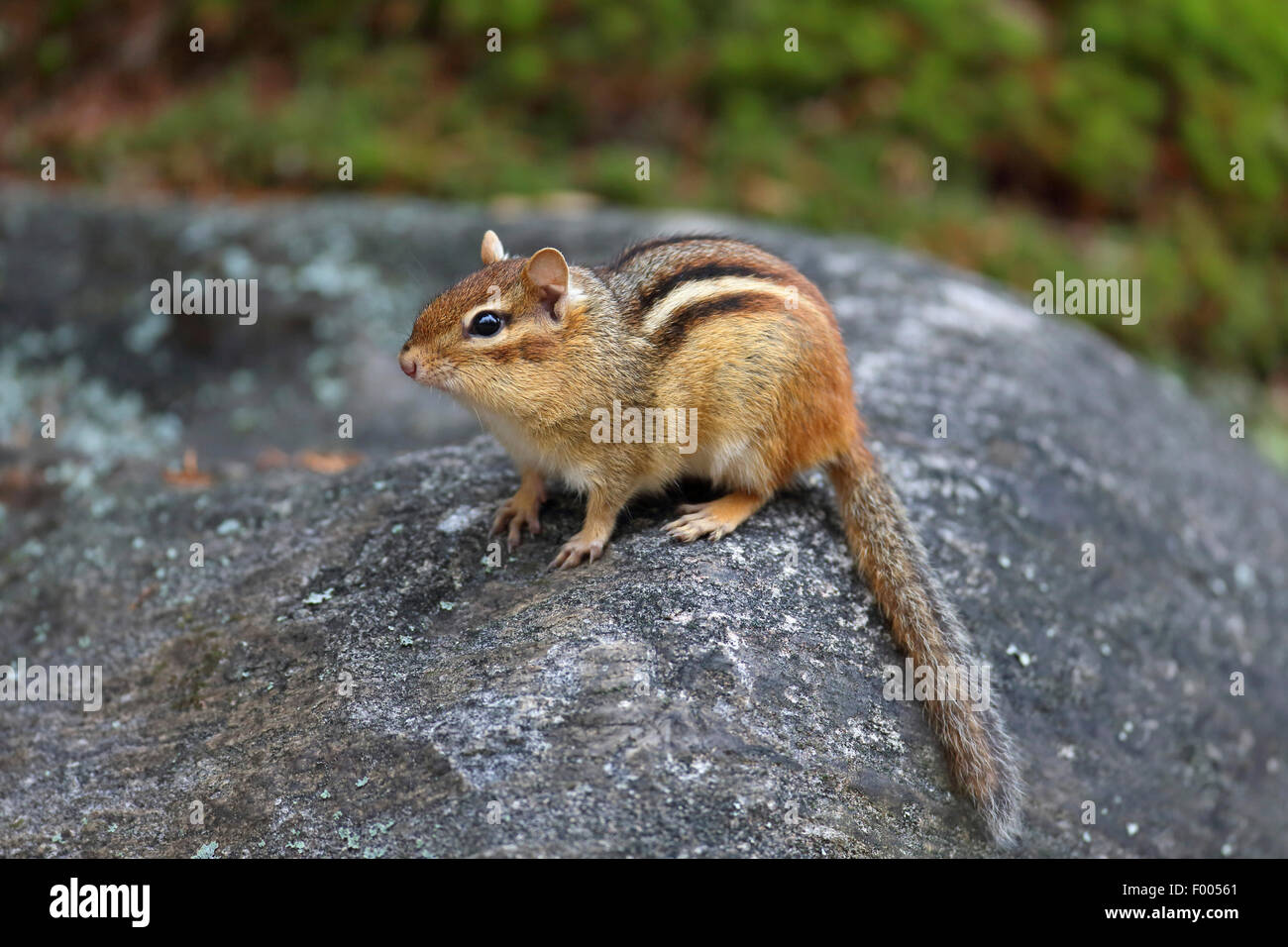 L'Est de l'American le tamia rayé (Tamias striatus), assis sur un rocher, le Canada, l'Ontario, le parc provincial Algonquin Banque D'Images