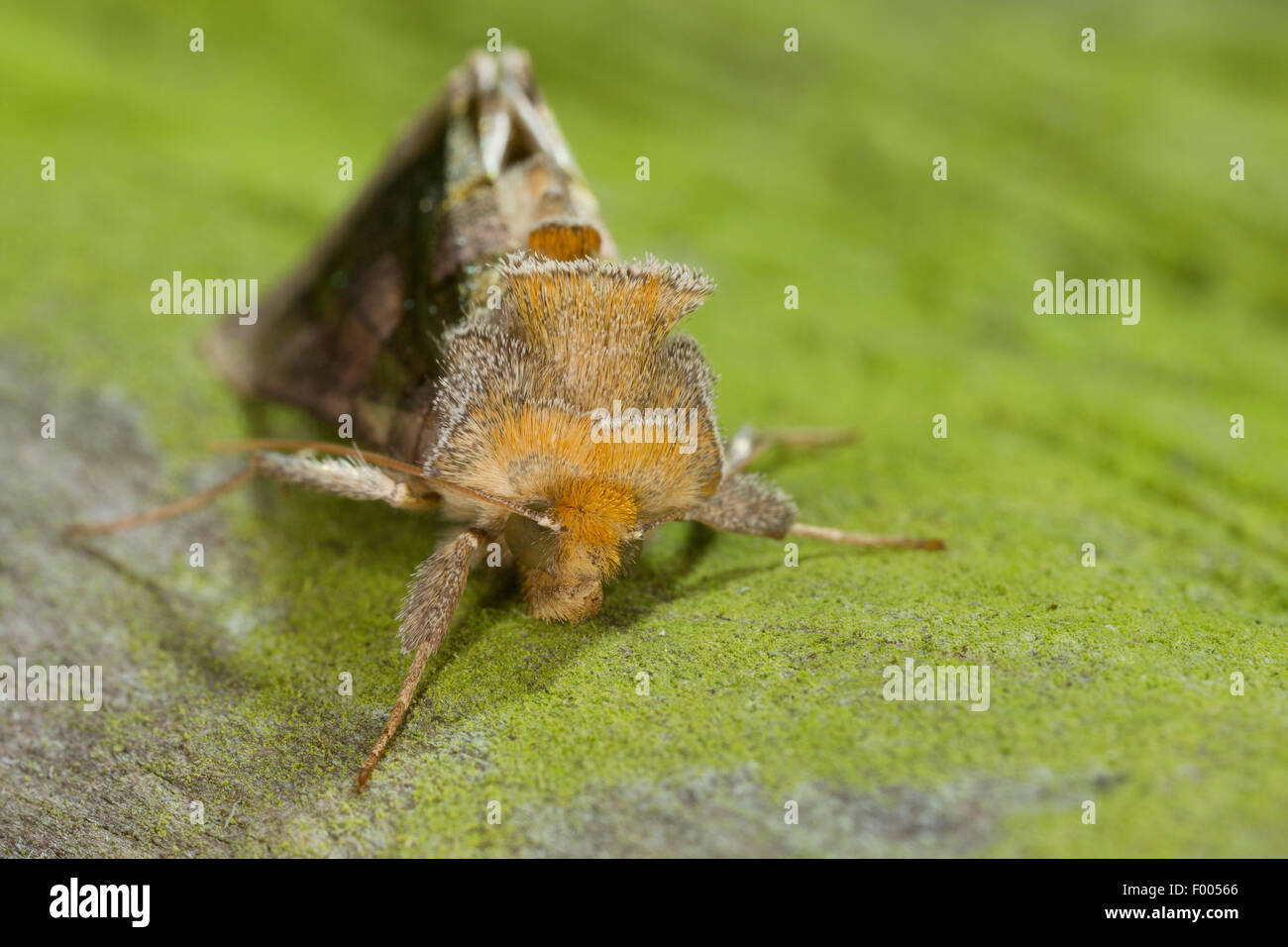 Diachrysia chrysitis (laiton Bruni, Plusia chrysitis Phytometra chrysitis,), sur l'écorce verte, Allemagne Banque D'Images