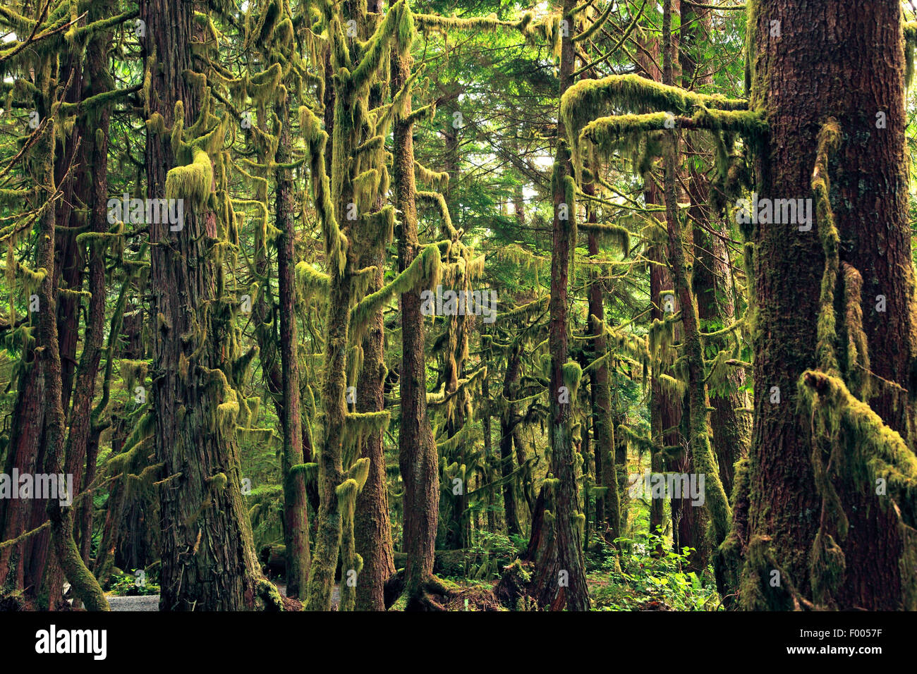 La forêt pluviale tempérée humide avec la croissance des lichens, l'île de Vancouver, Canada Banque D'Images