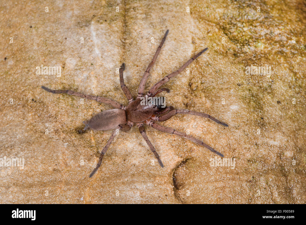 Rez-spider, araignée Drassodes de chasse (spec.), sur une pierre Banque D'Images