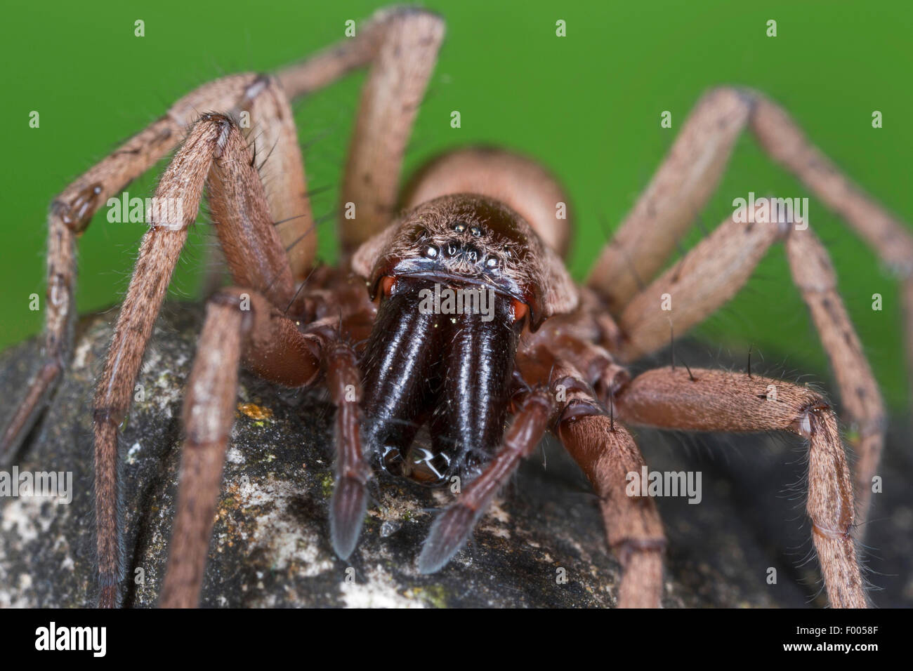 Rez-spider, araignée Drassodes de chasse (spec.), portrait Banque D'Images