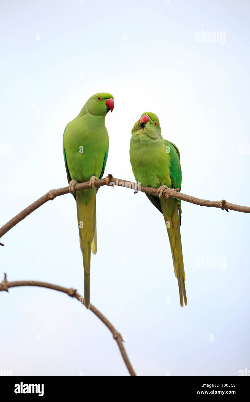 Héron pourpré (Psittacula krameri), couple sur une brindille, Allemagne Banque D'Images