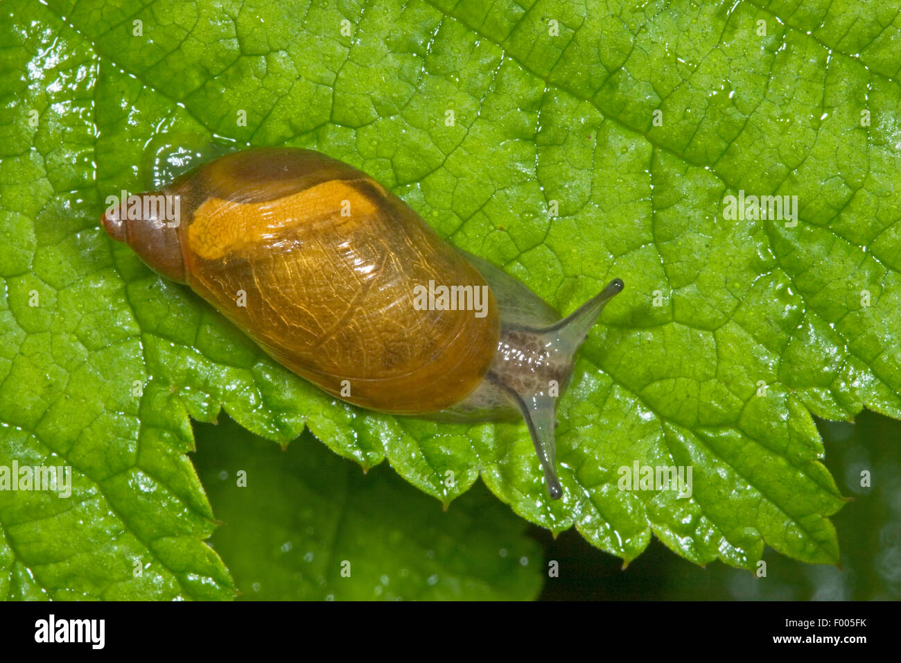 Escargot orange pourrie, grand escargot orange, O. h. kanabensis (Succinea putris européenne), l'escargot orange pourri sur une feuille, Allemagne Banque D'Images