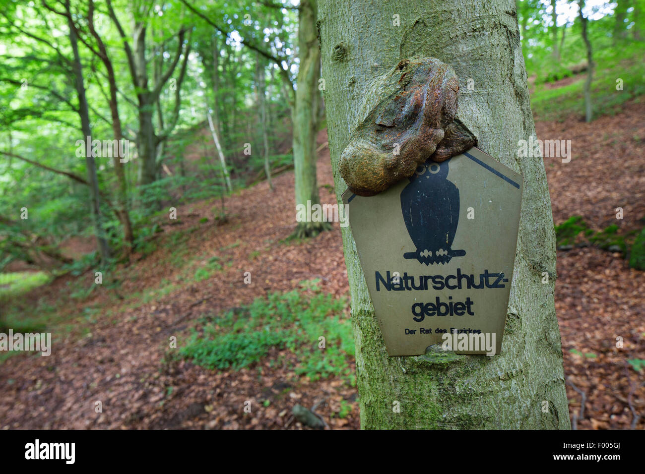 Une ancienne réserve naturelle incarnés signer dans un tronc d'arbre , Allemagne Banque D'Images