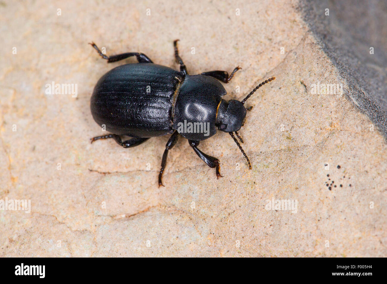 Darkling beetle (Bioplanes meridionalis), sur une pierre, France Banque D'Images