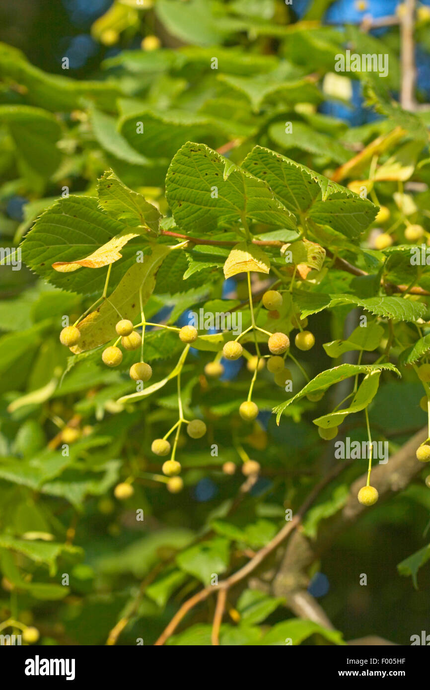 Tilleul à petites feuilles, littleleaf linden, peu de feuilles Tilia cordata (Tilleul), branche avec fruits, Allemagne Banque D'Images